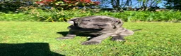 Cane Corso dogs for sale: Cane Corso puppies (1 female left)  - Advert 5