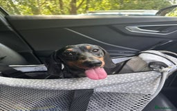 Miniature Dachshund dogs for stud: Gentleman Doggo - Image 7