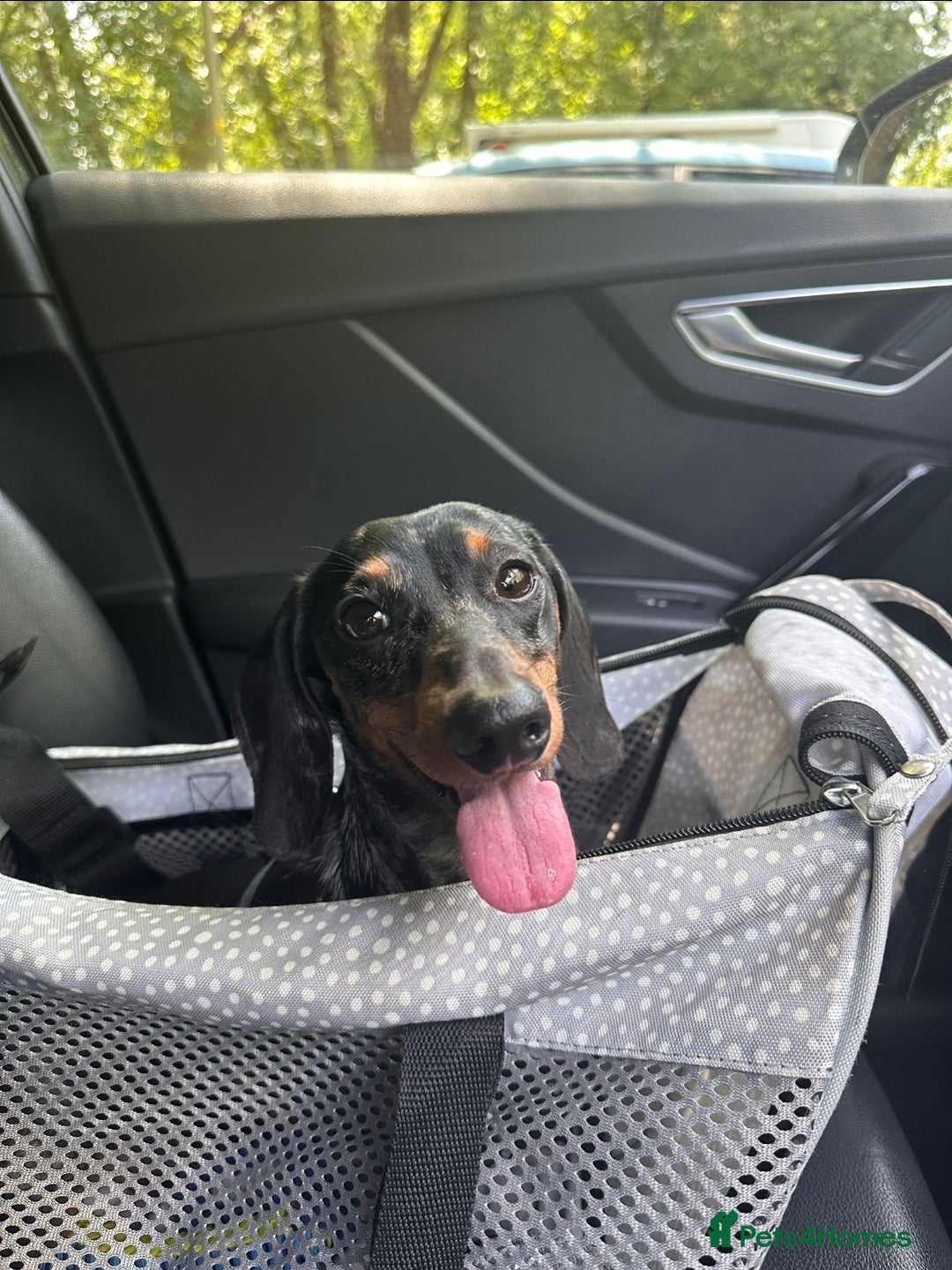 Miniature Dachshund dogs for stud: Gentleman Doggo - Image 7