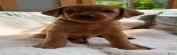 Labrador Retriever dogs for sale: kC reg fox red labs FTCH sired - Advert 4