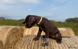 German Wirehaired Pointer dogs for sale: German Wire-haired Pointers of sale - Image 4