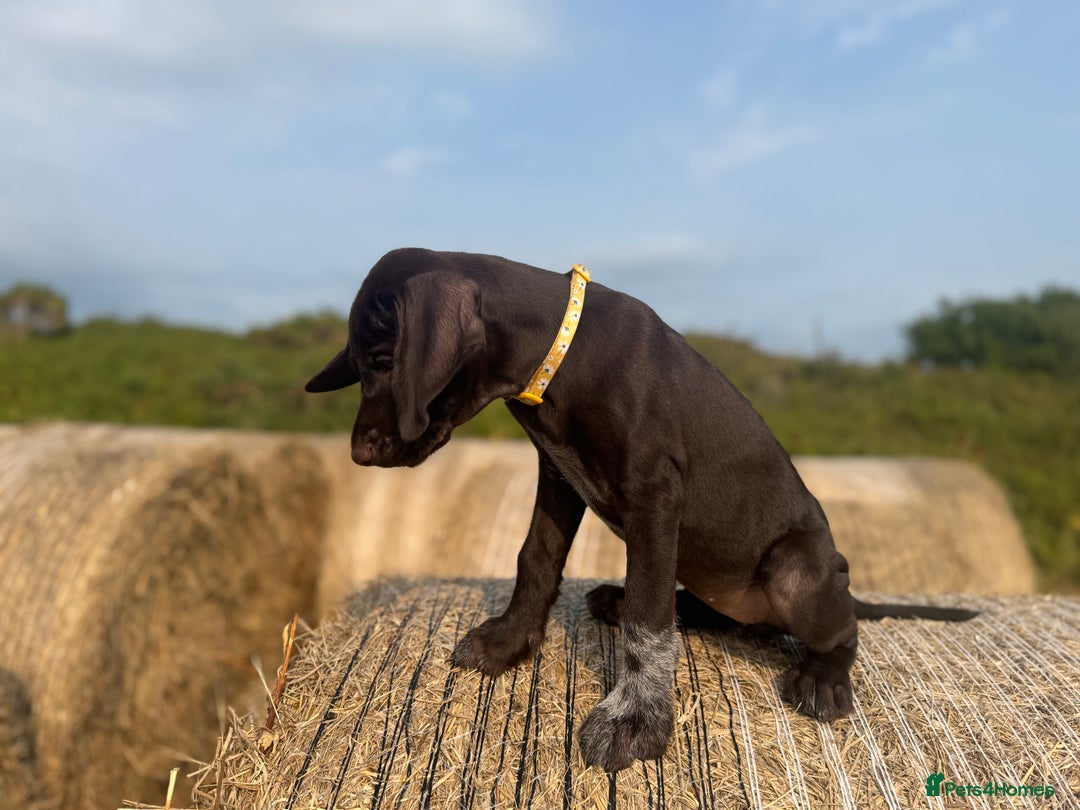 German Wirehaired Pointer dogs for sale: German Wire-haired Pointers of sale - Image 4