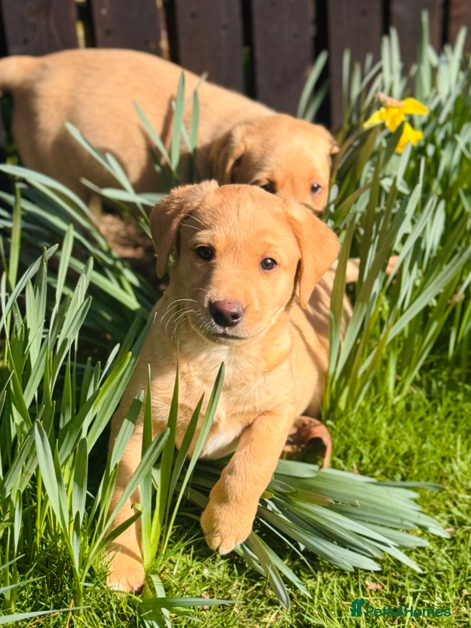 Labrador Retriever dogs Working Labrador Puppies - Advert 3