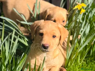Labrador Retriever dogs Working Labrador Puppies - Advert 3
