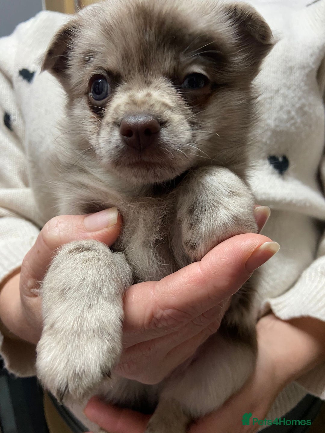 Pomchi dogs for sale: Stunning Pomchi’s - Advert 26