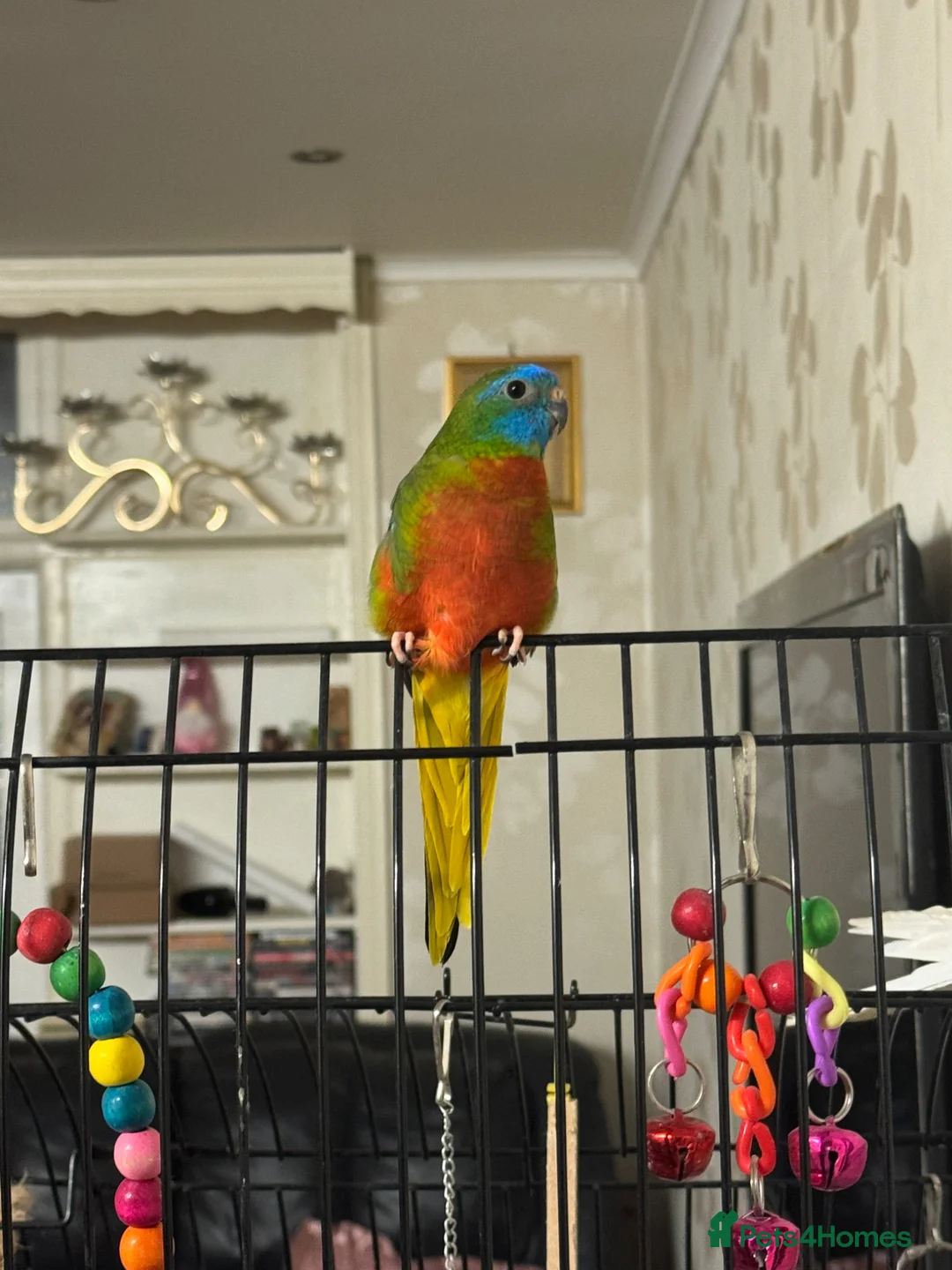 Parakeets birds for sale: Turqoisine parakeet - Advert 2