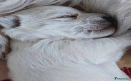 West Highland Terrier dogs for sale: Traditional Pedigree West Highland Terrier Pups  - Image 5