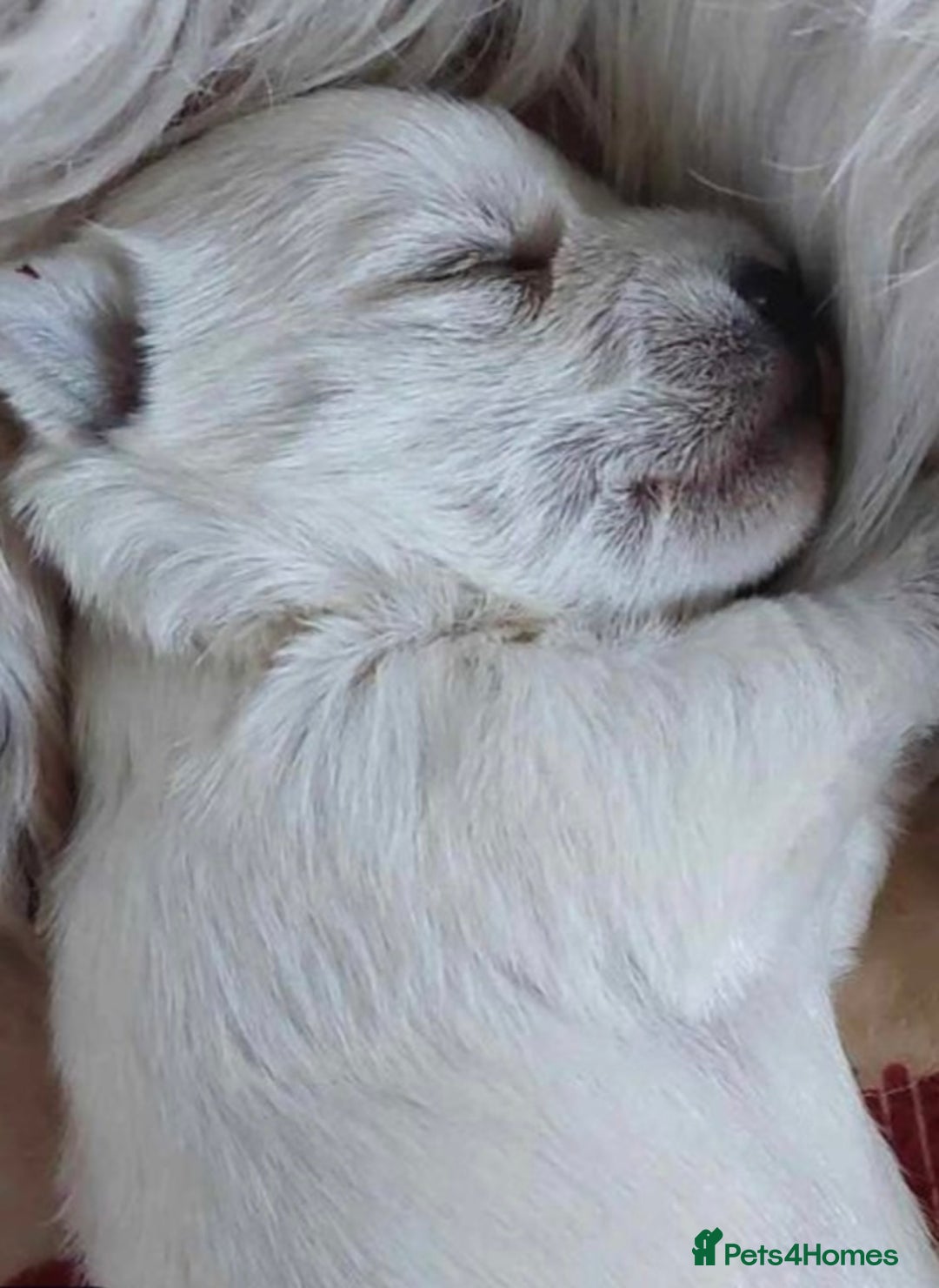 West Highland Terrier dogs for sale: Traditional Pedigree West Highland Terrier Pups  - Image 5