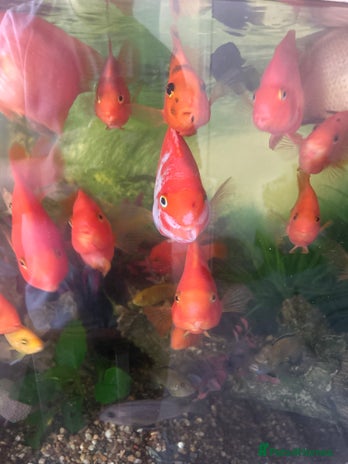 Other/Mixed Breed fish - Advert 16