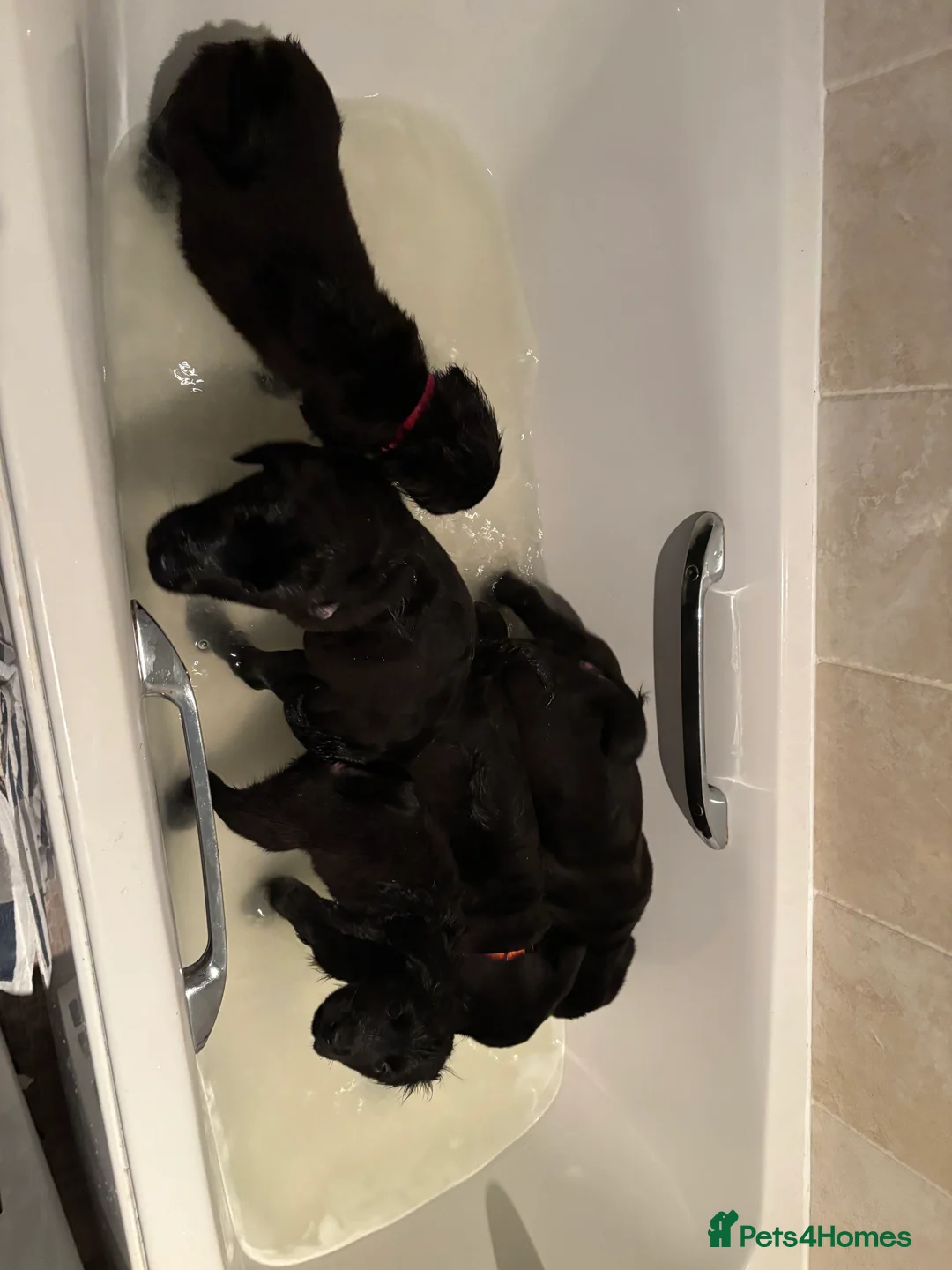 Mixed Breed dogs for sale: Cocker Spaniel cross Chow Chow puppies - Advert 10