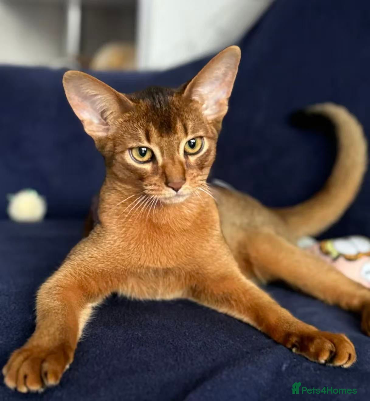 Abyssinian cats Tanny – 1.5-Year-Old Abyssinian Cat - Advert 2