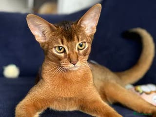 Abyssinian cats Tanny – 1.5-Year-Old Abyssinian Cat - Advert 8
