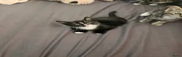 Domestic Shorthair cats for sale: Domestic Shorthair cats in London - Advert 9