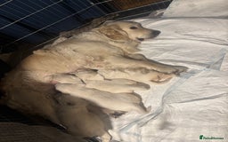 Golden Retriever dogs for sale: Golden Retriever Puppies 5 Generation Pedigree - Image 22