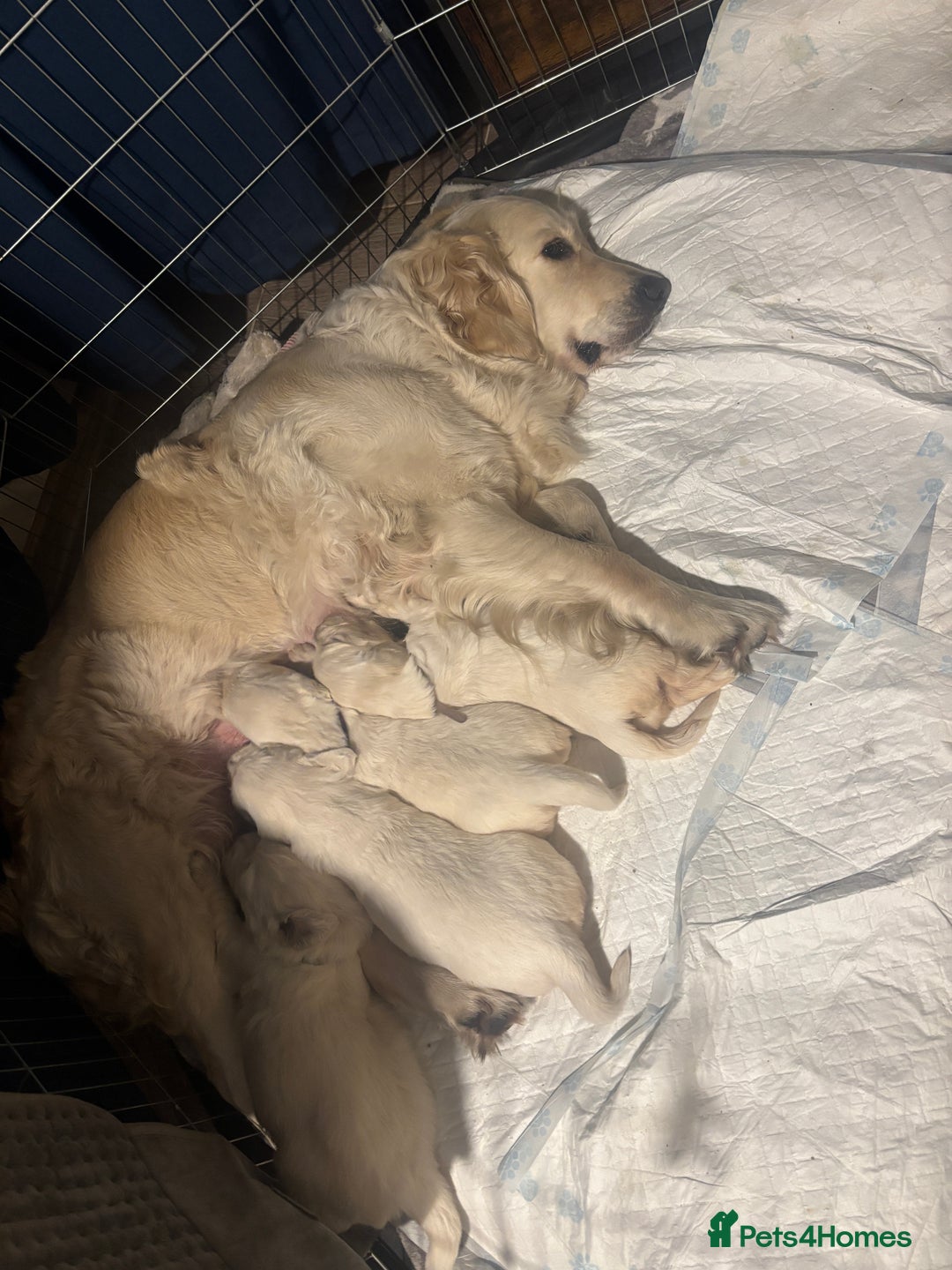 Golden Retriever dogs for sale: Golden Retriever Puppies 5 Generation Pedigree - Image 22