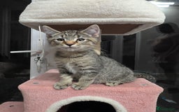 Mixed Breed cats for sale:  mixed stunning litter - Image 3