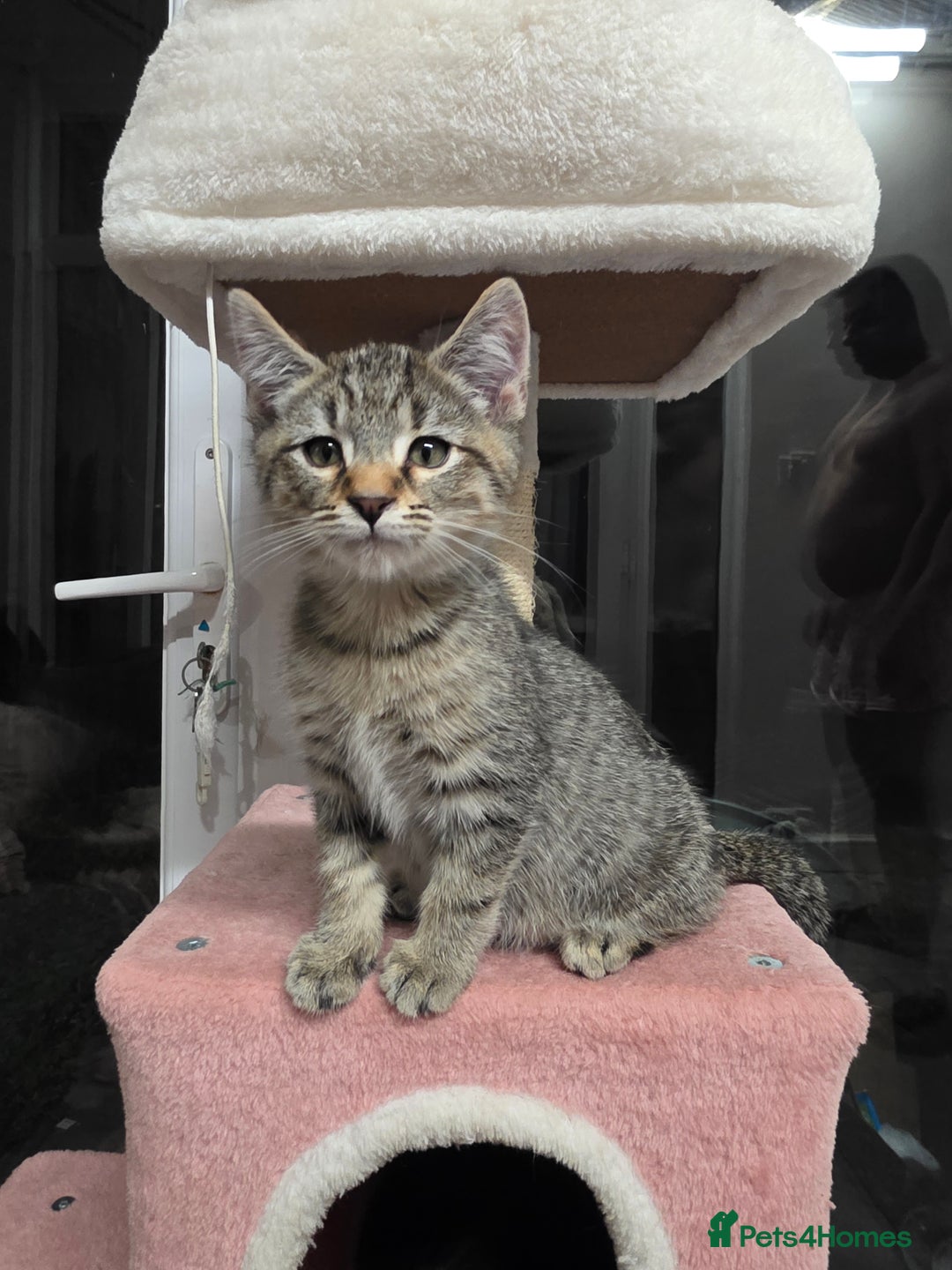 Mixed Breed cats for sale:  mixed stunning litter - Image 3