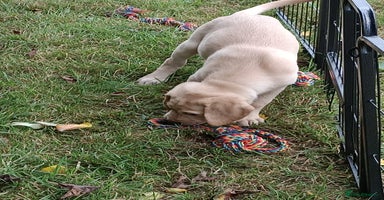 Labrador Retriever dogs - Advert 6