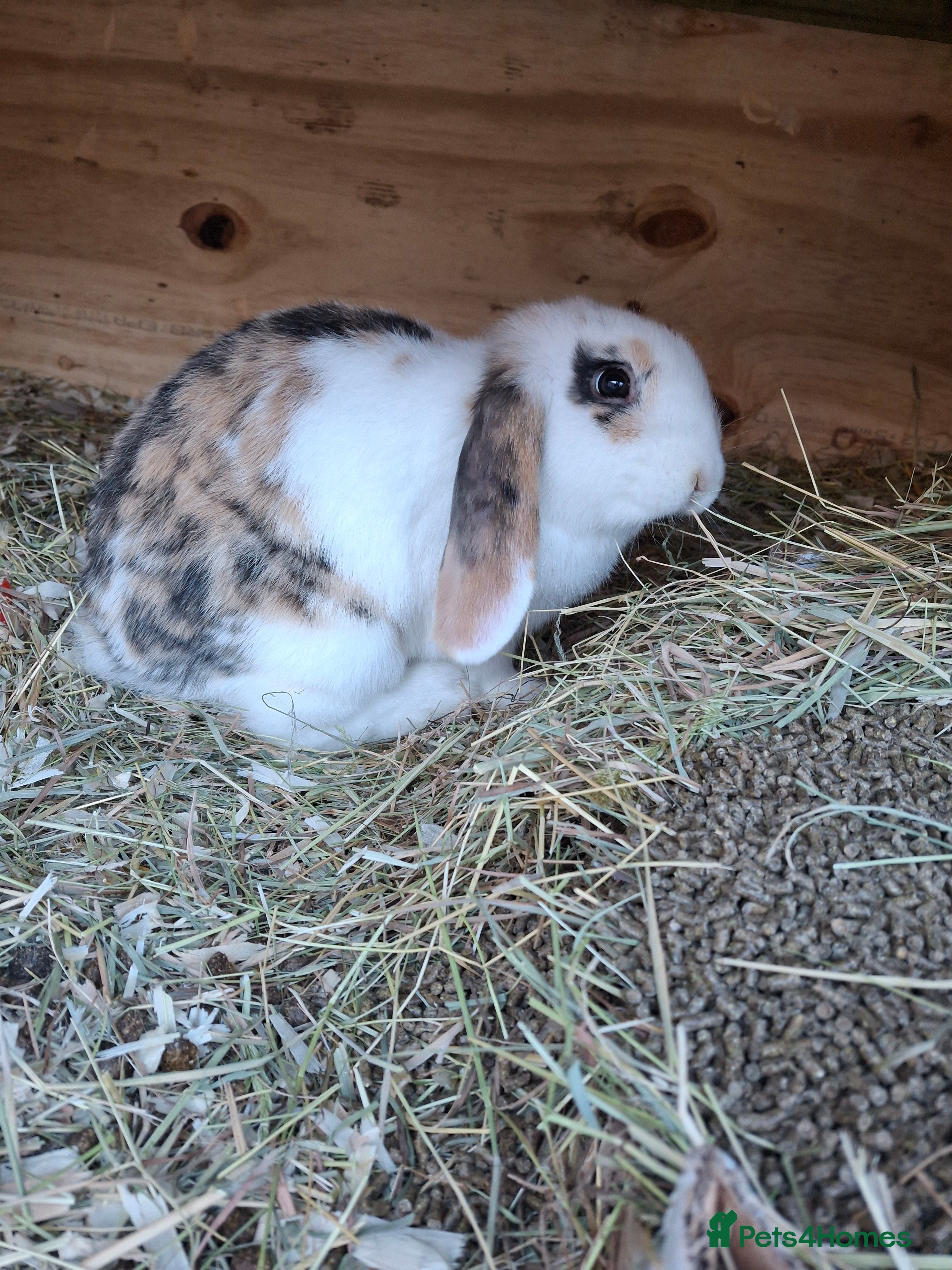 Mini Lop rabbits Young lop bunnies  - Advert 7