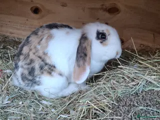 Mini Lop rabbits Young lop bunnies - Advert 7