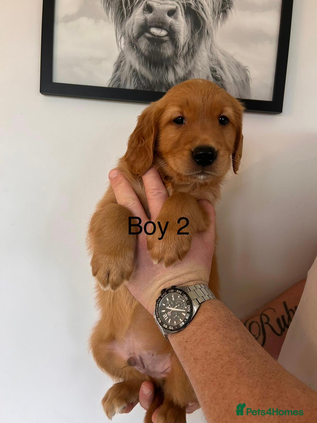 Golden Retriever dogs for sale: Dark Working Golden Retriever puppies - Advert 3