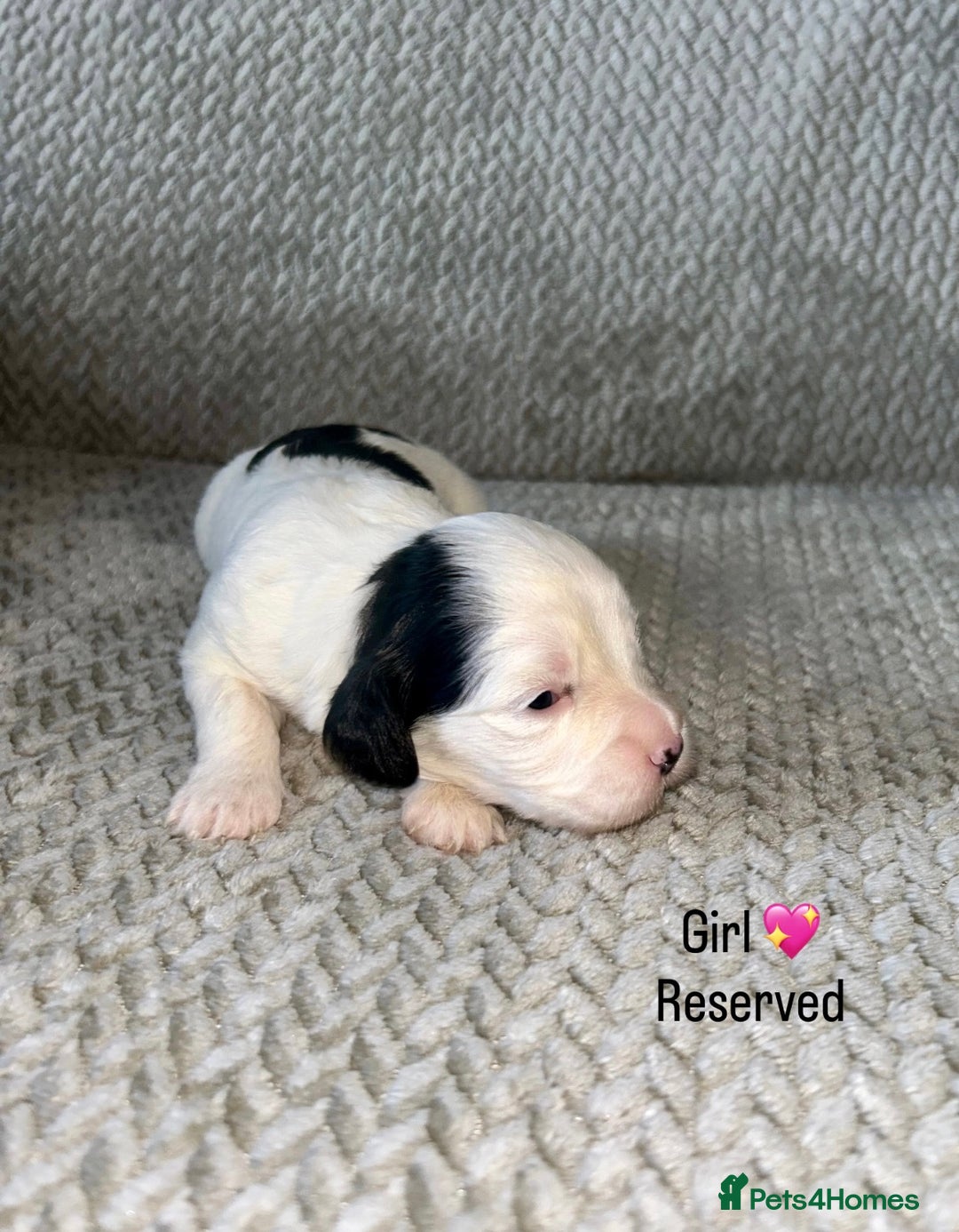 Shihpoo dogs for sale: Gorgeous Toy Shihpoo puppies - Image 20