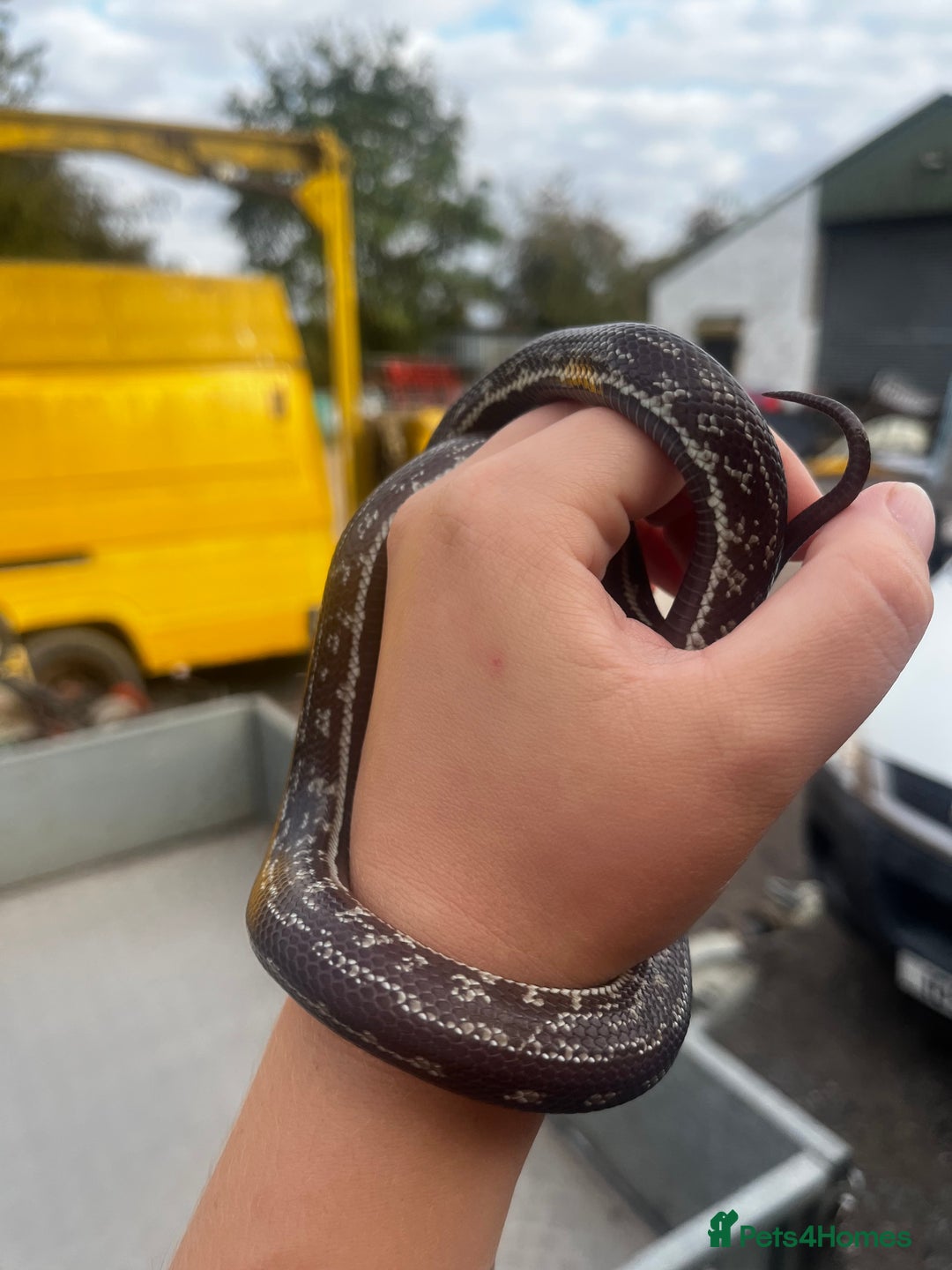 King Snake reptiles for sale: Aberrant California Kingsnake Pair - Advert 4