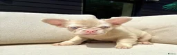 French Bulldog dogs for sale: French bulldog puppies for sale - Advert 1