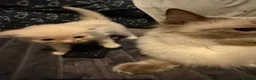 Ragdoll cats for sale: Beautiful little fluffy ragdolls - Advert 5