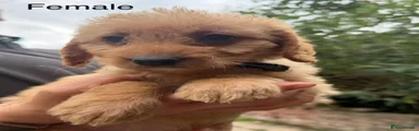 Labradoodle Puppy 6