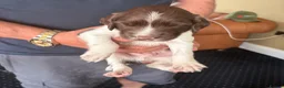 English Springer Spaniel dogs for sale: Working springer spaniels - Advert 13