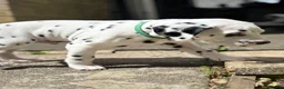 Dalmatian dogs for sale: Last one Beautiful KC Registered Dalmatian Puppie  - Advert 23