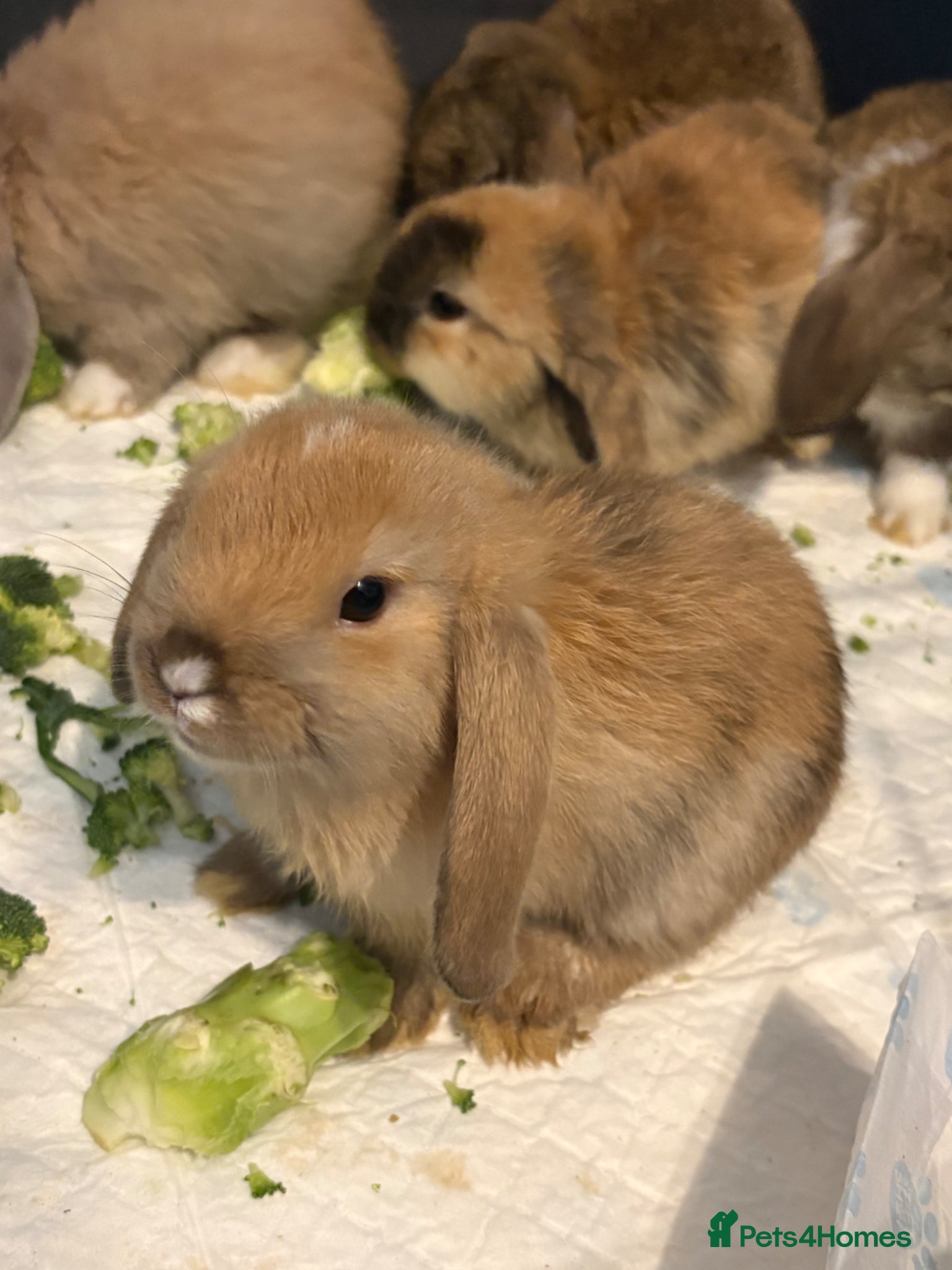 Mini Lop rabbits Beautiful pure breed mini lops😍 - Advert 1