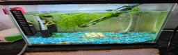 Corys fish for sale: Fish and tanks for sale - Advert 4