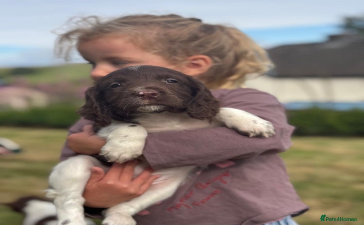 English Springer Spaniel dogs - Advert 15