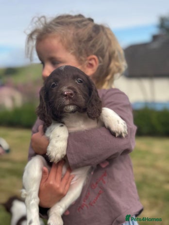 English Springer Spaniel dogs - Advert 2