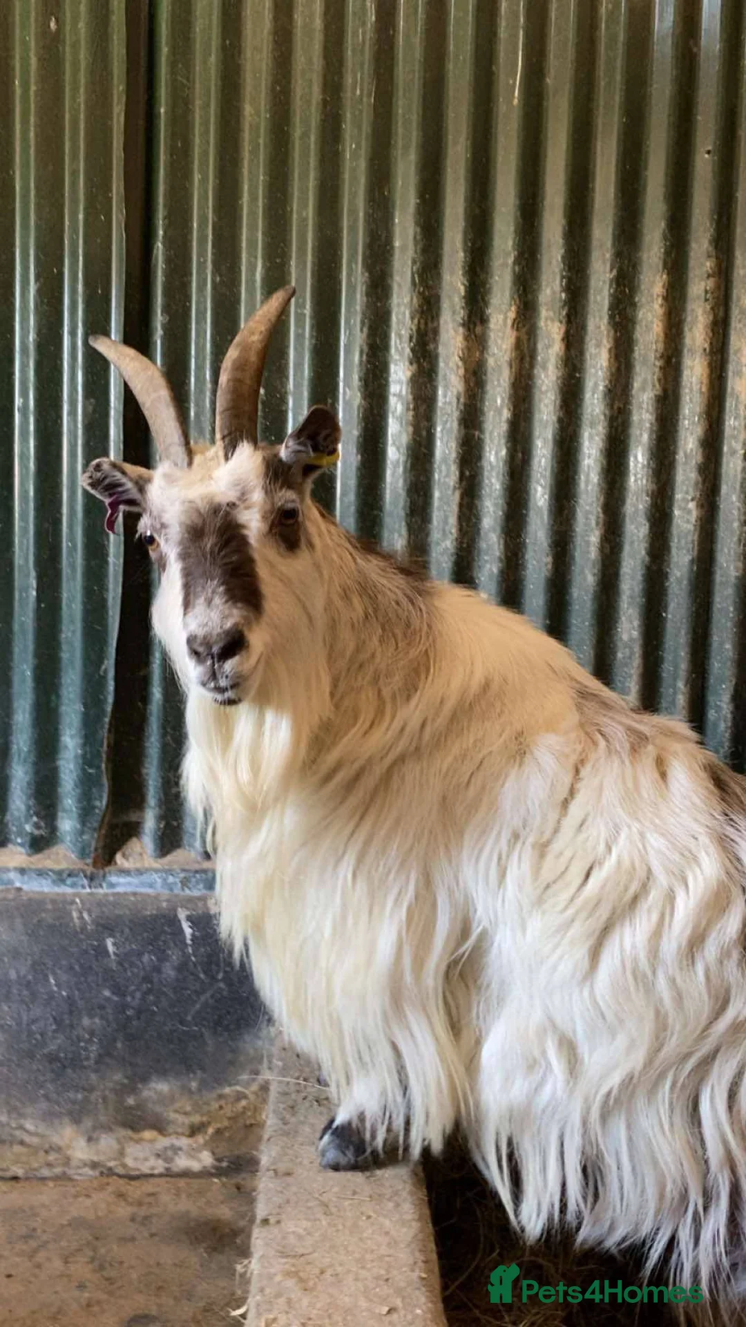 Goats livestock for sale: Pygmy Kids for Sale - Advert 3