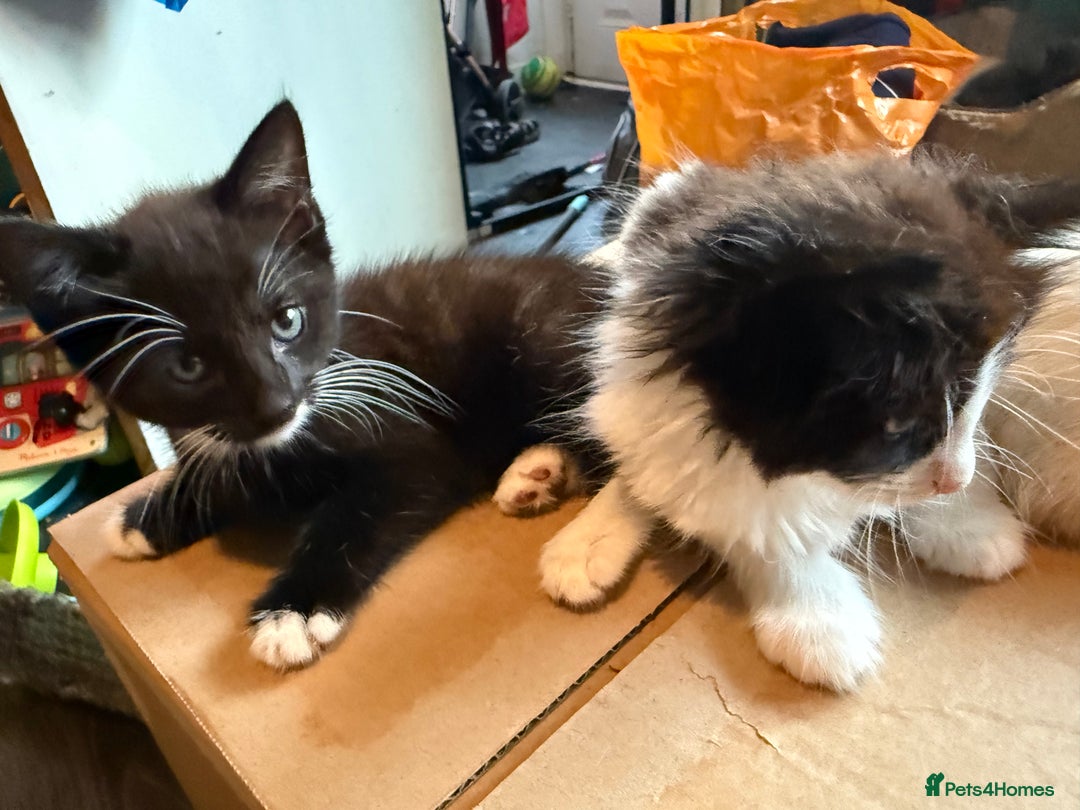 Mixed Breed cats for sale: tuxedo ghost tabby kittens - Image 6