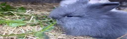 Lionhead rabbits for sale: Double mane lion lead bunny’s for sale  - Advert 18