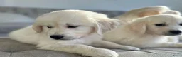 Golden Retriever dogs for sale: STUNNING CREAM GOLDEN RETRIEVER PUPPIES  in Rochdale - Advert 2