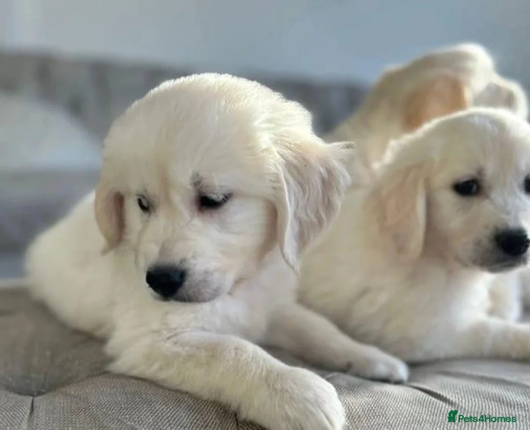 Golden Retriever dogs for sale: STUNNING CREAM GOLDEN RETRIEVER PUPPIES  in Rochdale - Advert 2