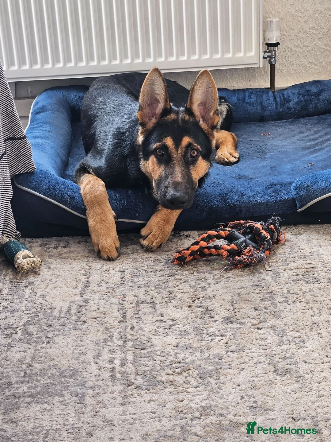 German Shepherd dogs for sale: Male German Shepherd  - Advert 7