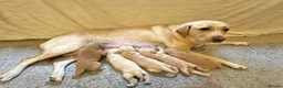 Labrador Retriever dogs for sale: 2 Red Fox Boys, Yellow Boy & Pale Yellow Girl - Advert 24