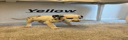 Dalmatian dogs for sale: 5 gen KC Dalmatians AVAILABLE NOW - Advert 31