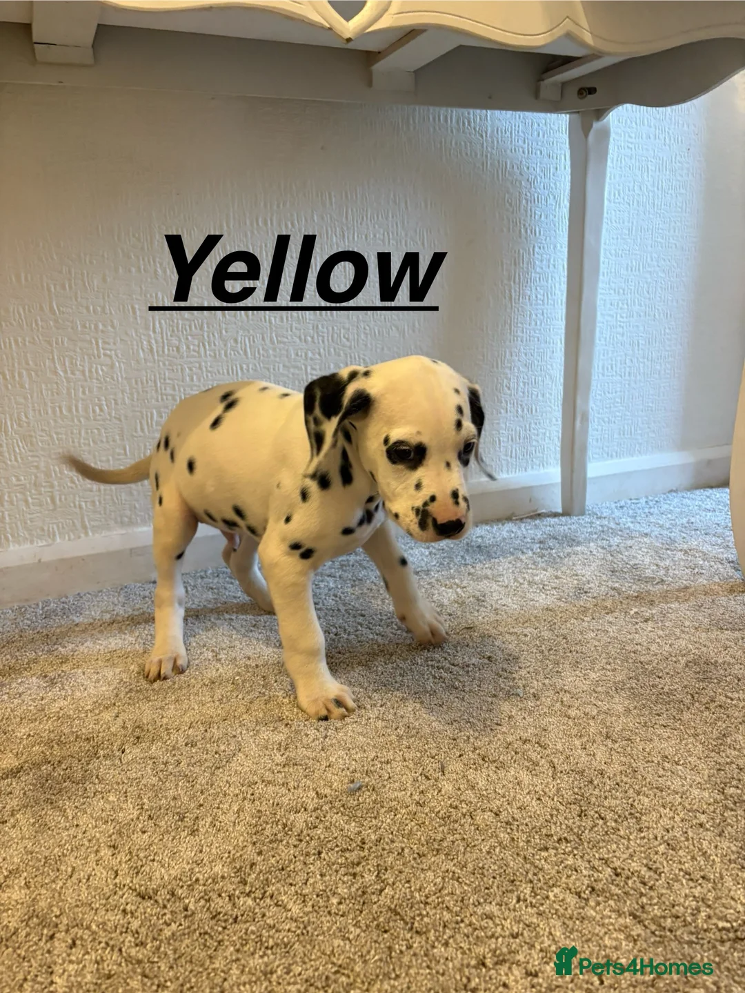 Dalmatian dogs for sale: 5 gen KC Dalmatians AVAILABLE NOW - Advert 31