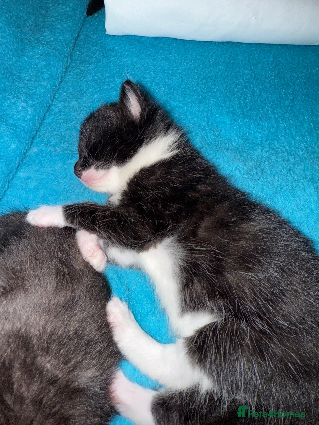 Domestic Shorthair cats for sale: 2x Tuxedo kittens  - Image 3
