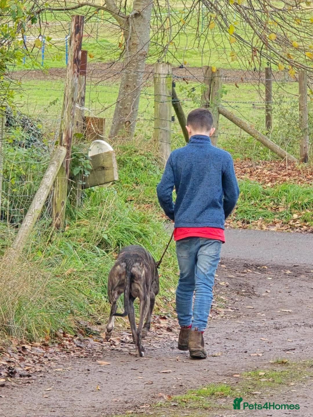 Greyhound dogs for adoption: Meet Cass  - Advert 3