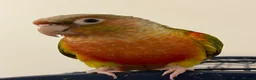 Conures birds for sale: Tamed Conure Parrot + large cage included in Kingston upon Thames - Advert 5