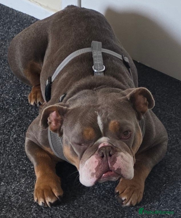 English Bulldog dogs Young English Bulldog in Dundee - Advert 2