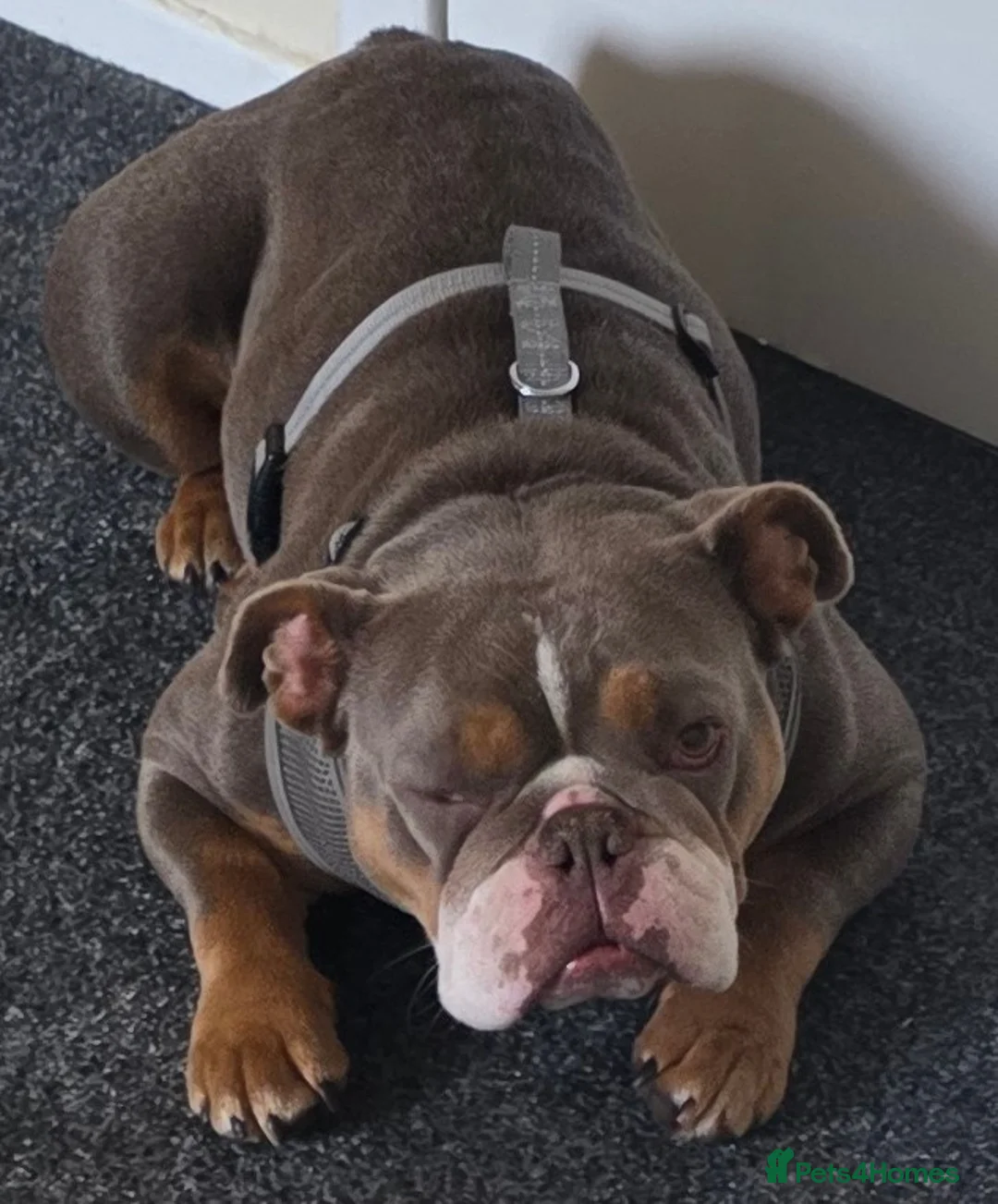 English Bulldog dogs for sale: Young English Bulldog in Dundee - Advert 1